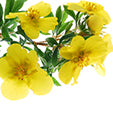 Evening Primrose Oil