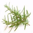 Rosemary