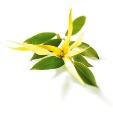 Ylang Ylang